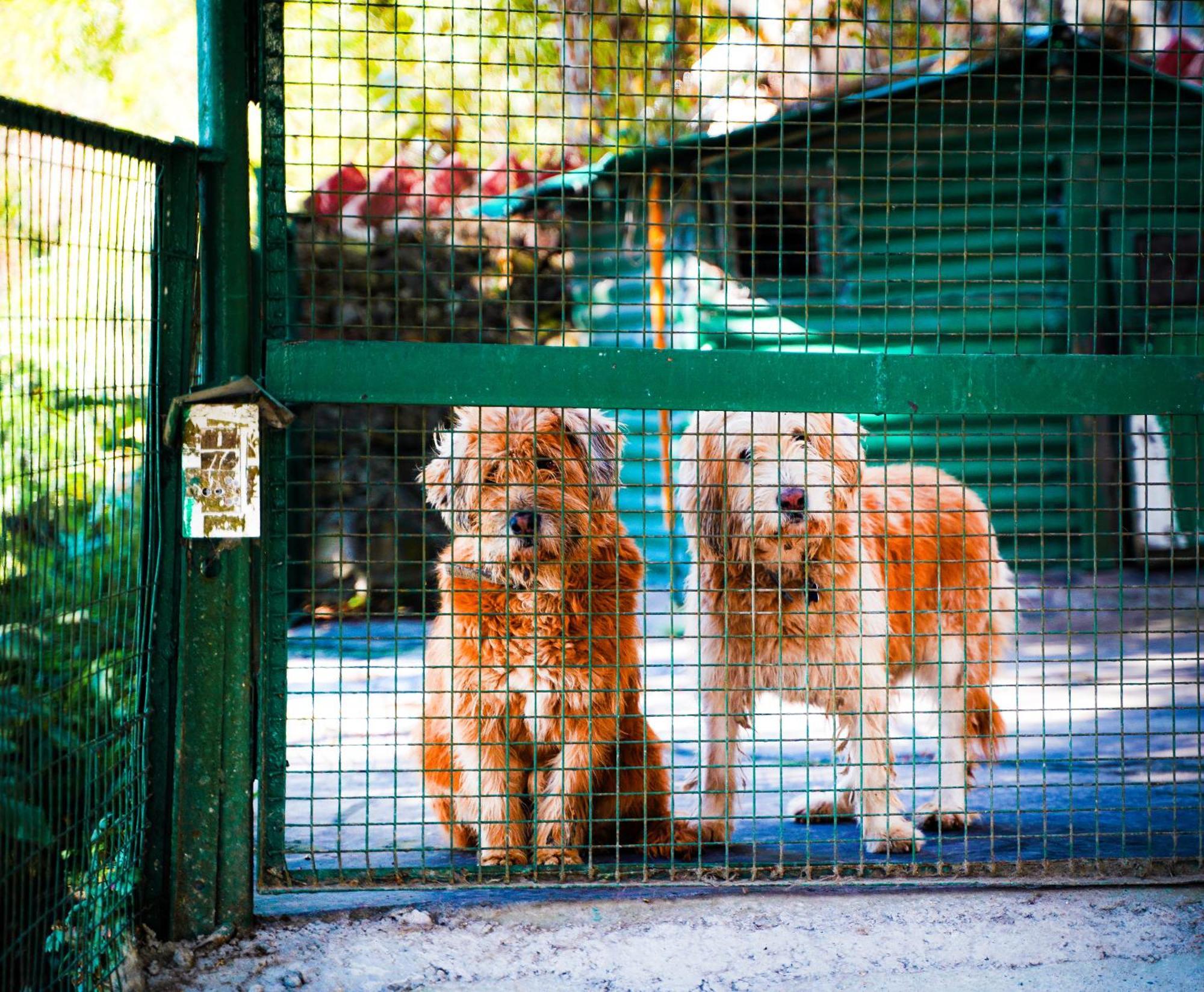 La Villa Bethany Mussoorie Bagian luar foto